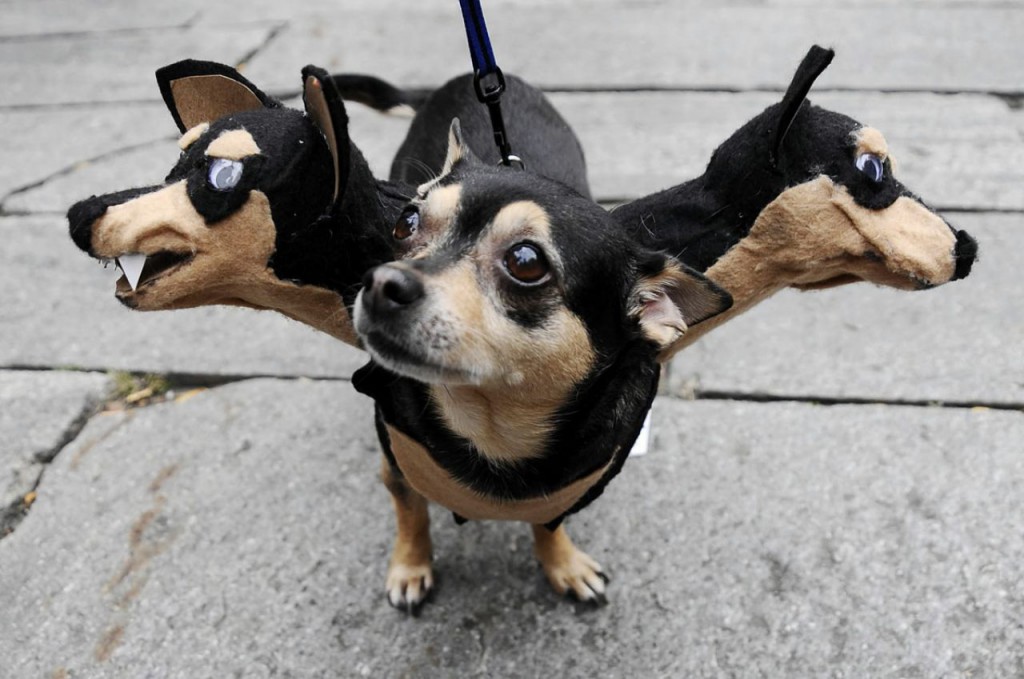funny-three-headed-dog-costume-for-halloween-53eab7b08de95
