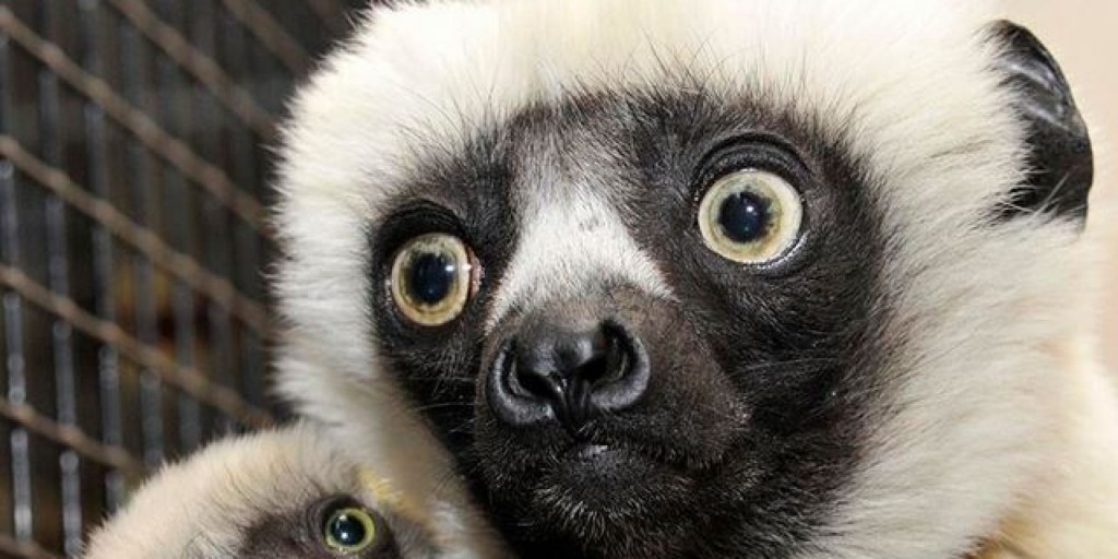 o-ZOBOOMAFOO-DEAD-facebook (2)