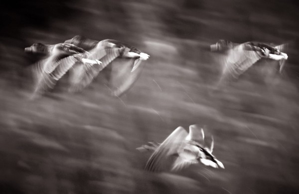 Fotó: Horváth Csaba Tamás