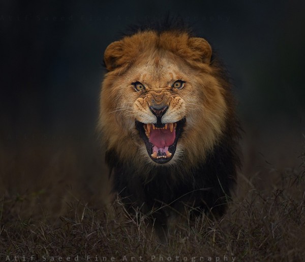 Fotó: Atif Saeed