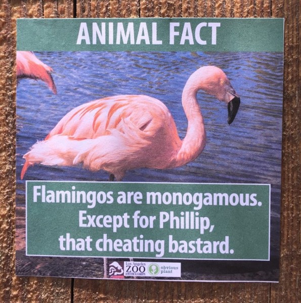 flamingo