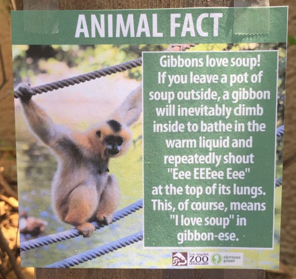 gibbon